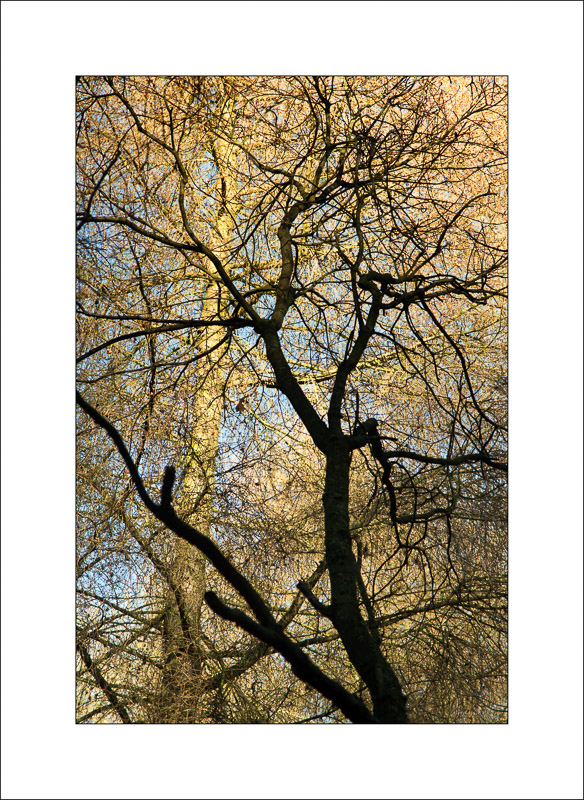  - Sherwood Forest