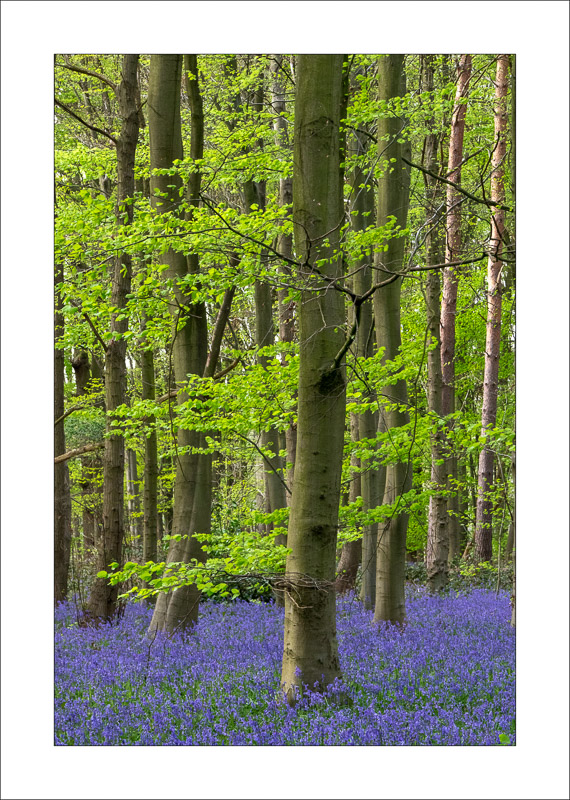  - Clumber Park
