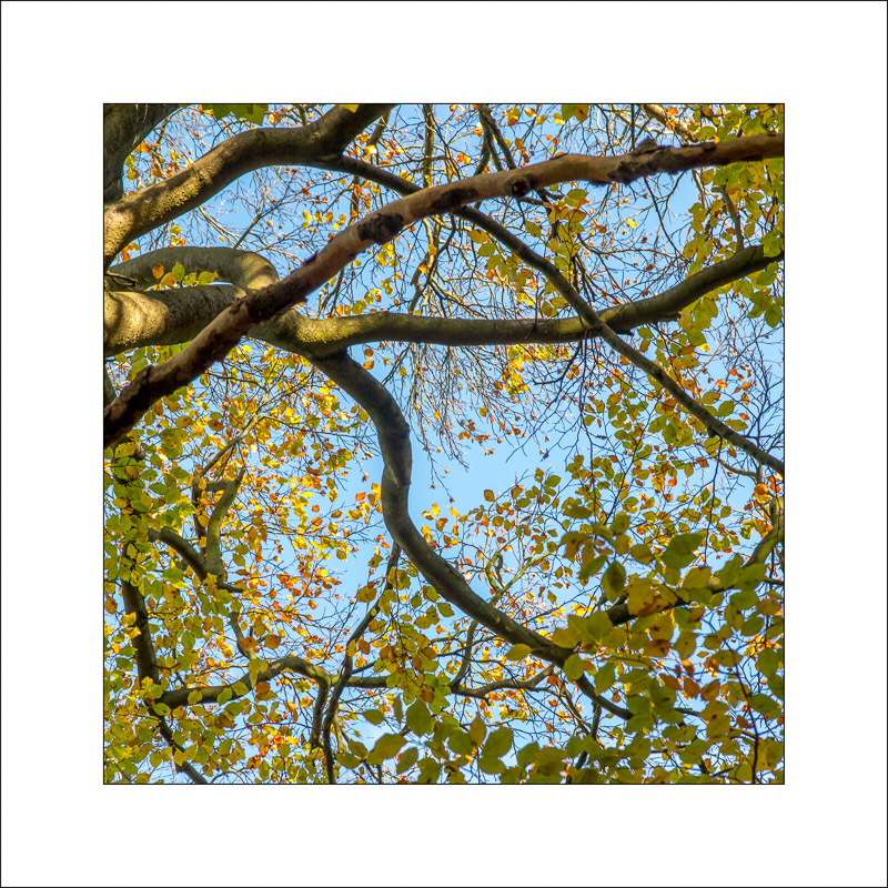  - Sherwood Forest - Autumn