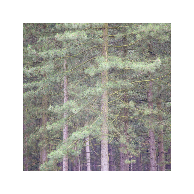  - Sherwood Forest