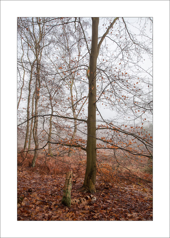  - Sherwood Forest