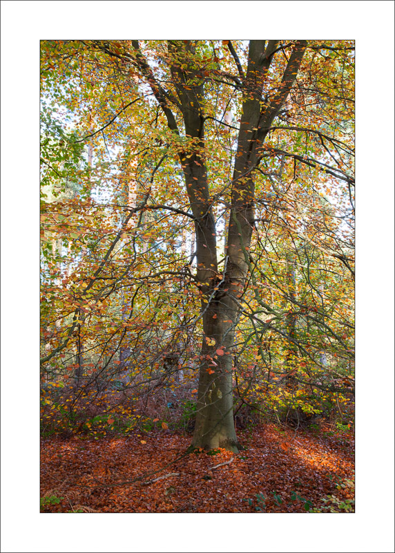  - Sherwood Forest - Autumn