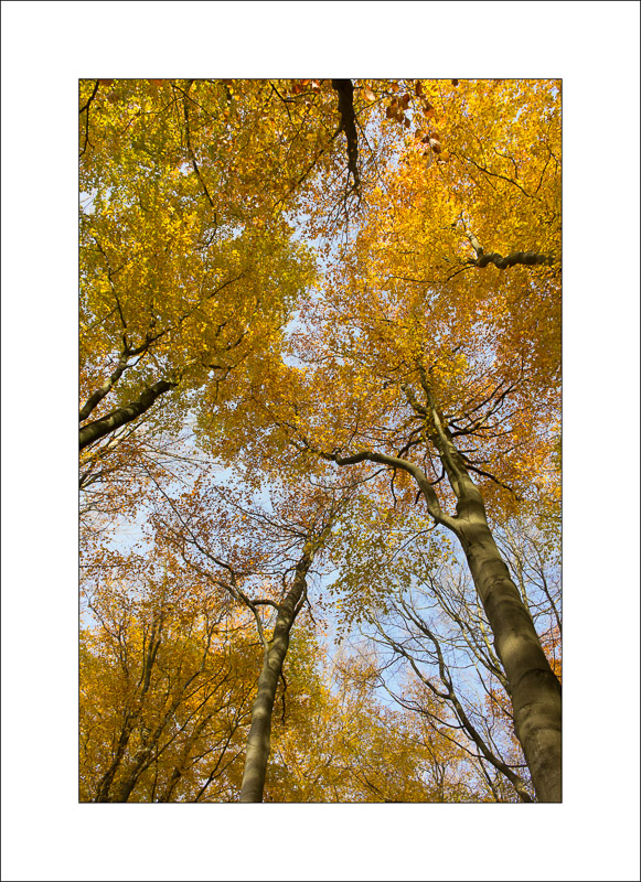  - Sherwood Forest - Autumn