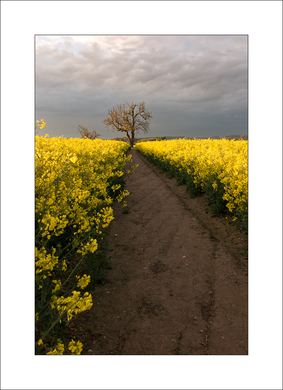  - Southwell Trail in Spring and Summer