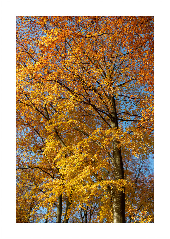  - Sherwood Forest - Autumn