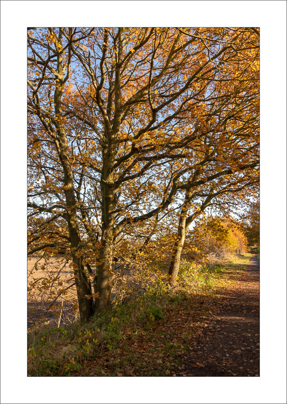  - Southwell Trail in Autumn