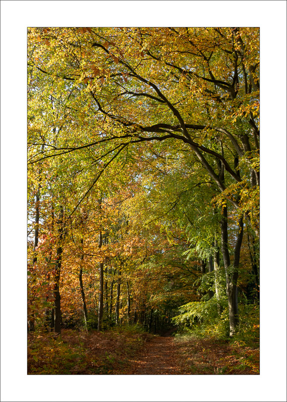  - Sherwood Forest - Autumn