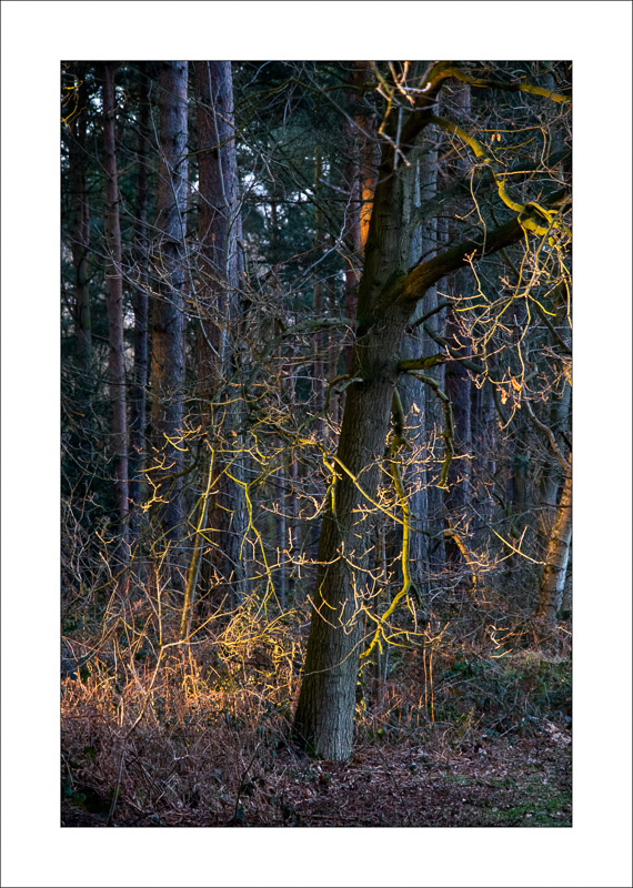  - Sherwood Forest