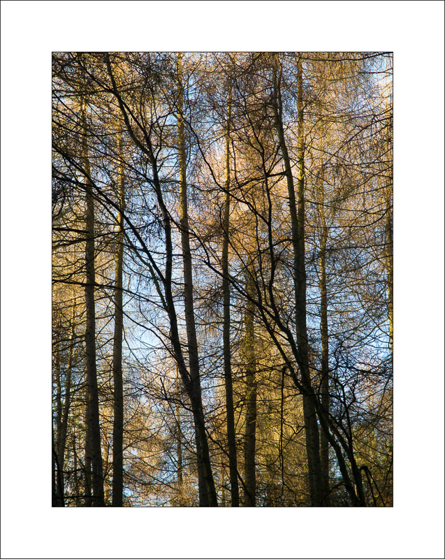  - Sherwood Forest
