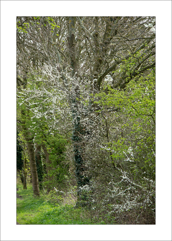  - Southwell Trail in Spring and Summer