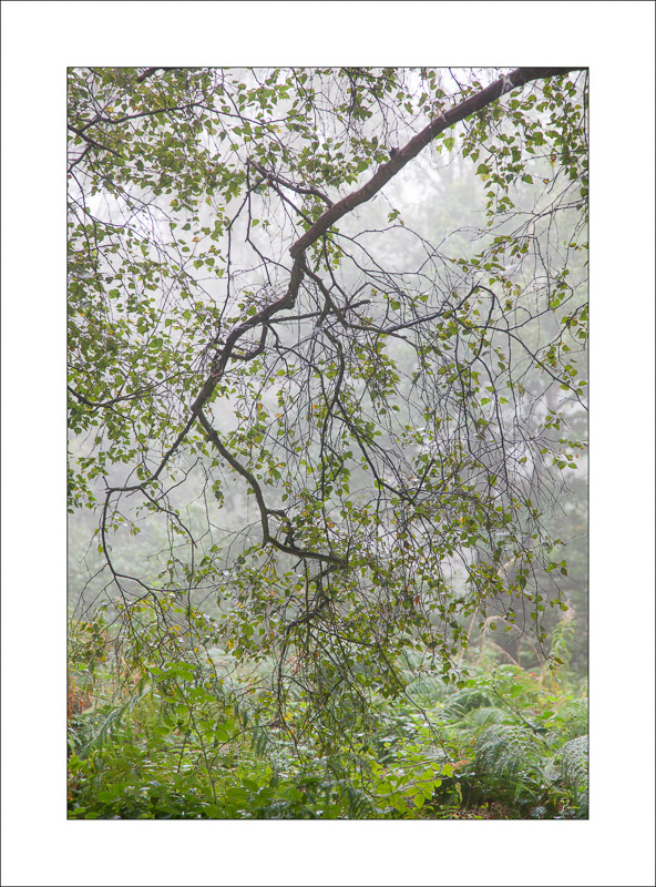  - Sherwood Forest