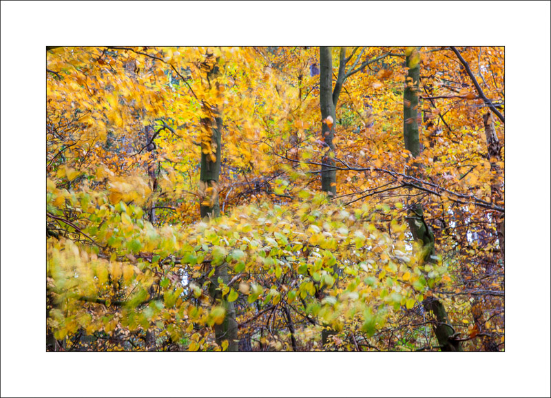  - Sherwood Forest - Autumn
