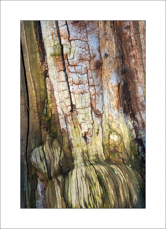  - Ancient Oaks