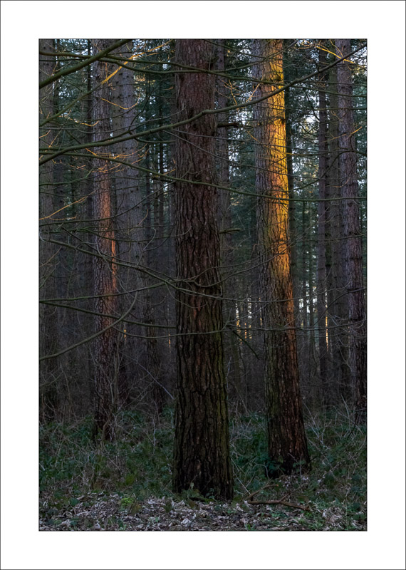  - Sherwood Forest