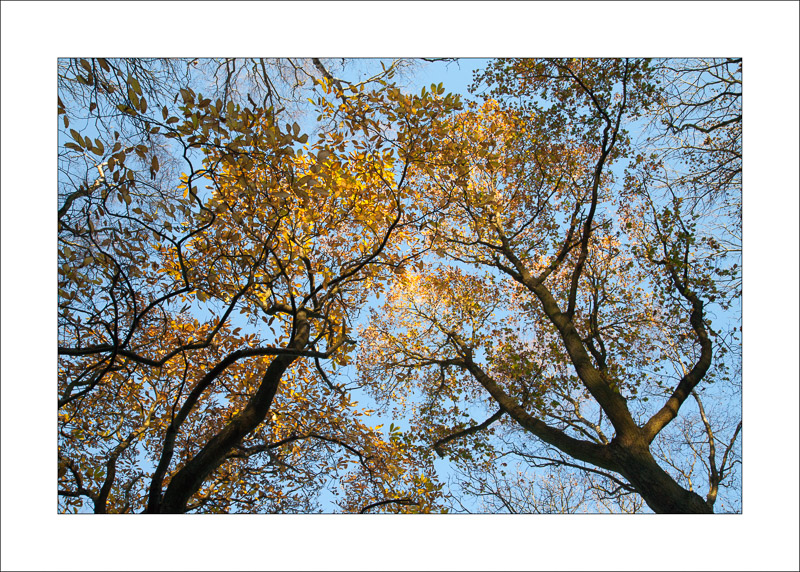  - Sherwood Forest - Autumn