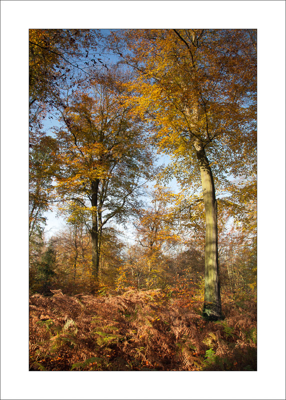  - Sherwood Forest - Autumn