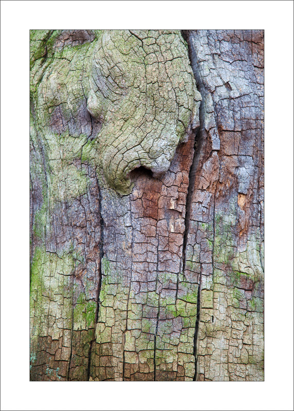  - Ancient Oaks