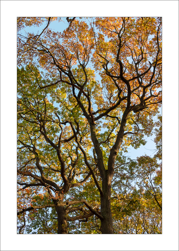  - Sherwood Forest - Autumn