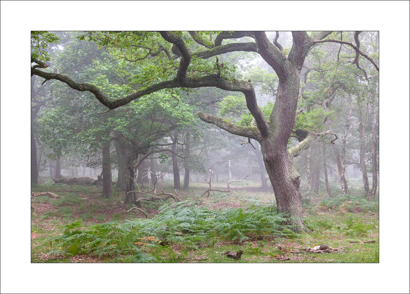  - Sherwood Forest