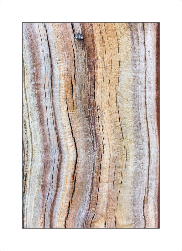  - Ancient Oaks