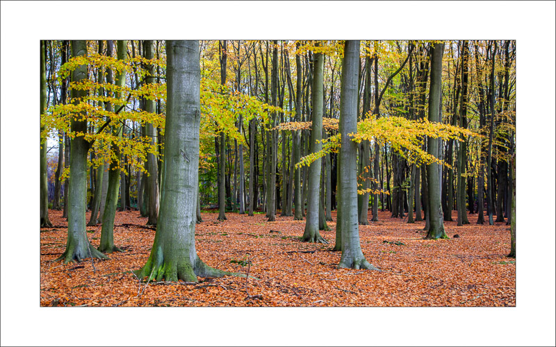  - Sherwood Forest - Autumn