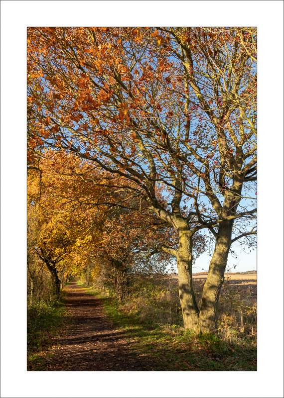  - Southwell Trail in Autumn