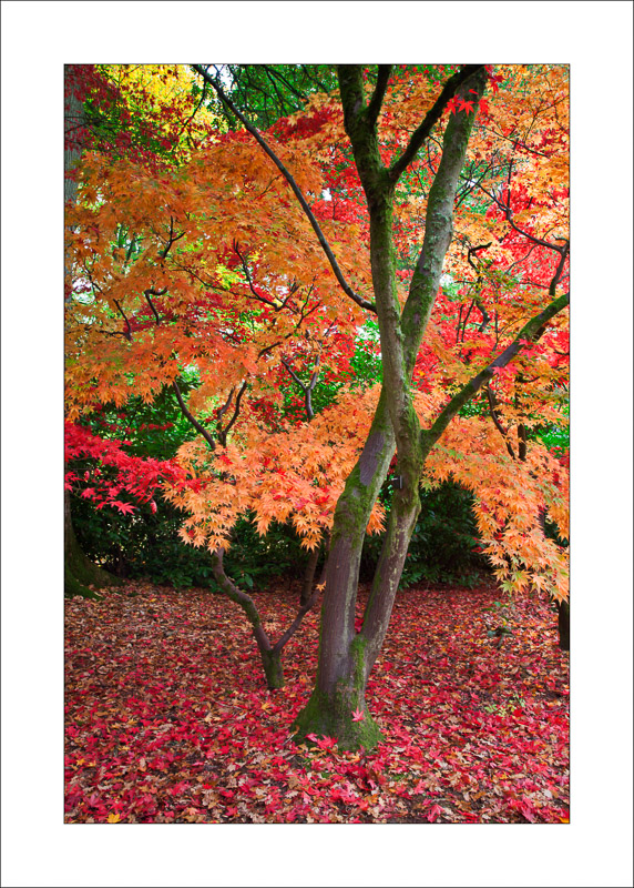  - Westonbirt