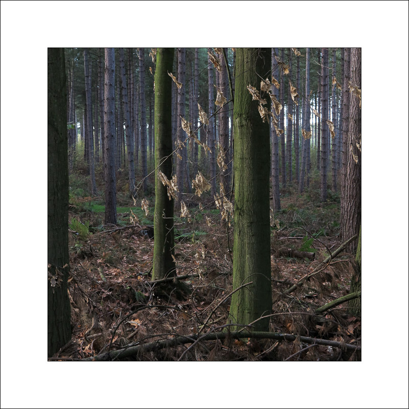 - Sherwood Forest