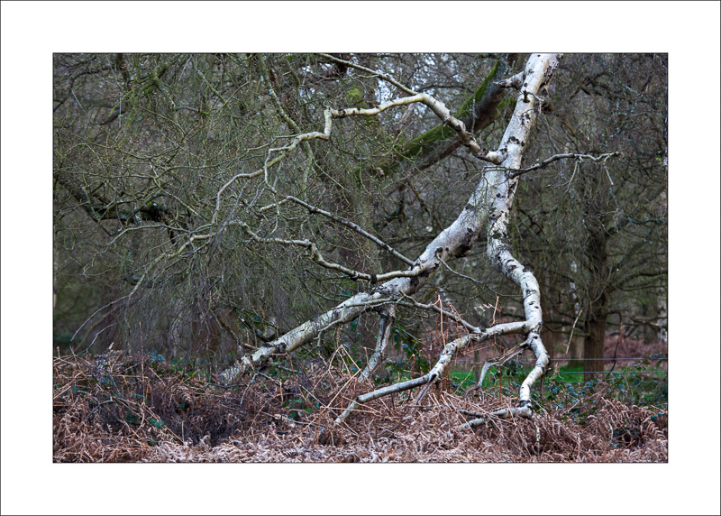  - Sherwood Forest