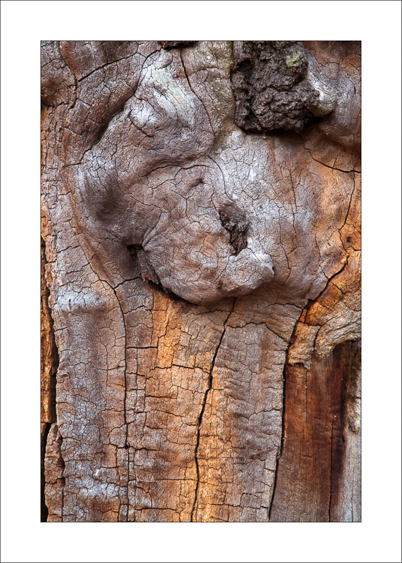  - Ancient Oaks