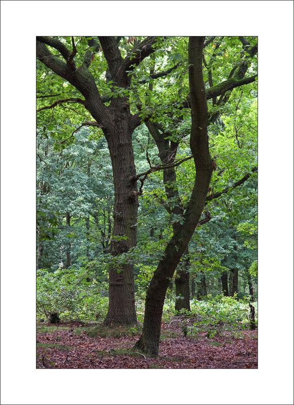  - Sherwood Forest