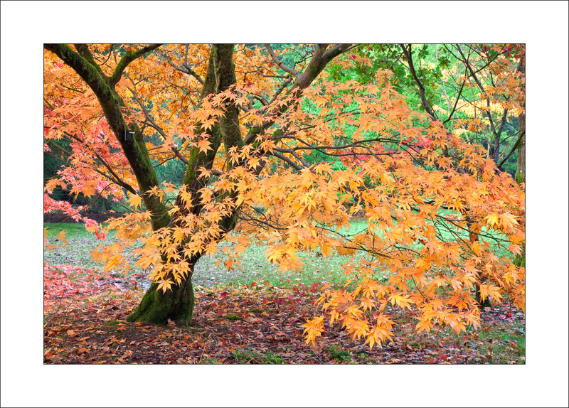  - Westonbirt