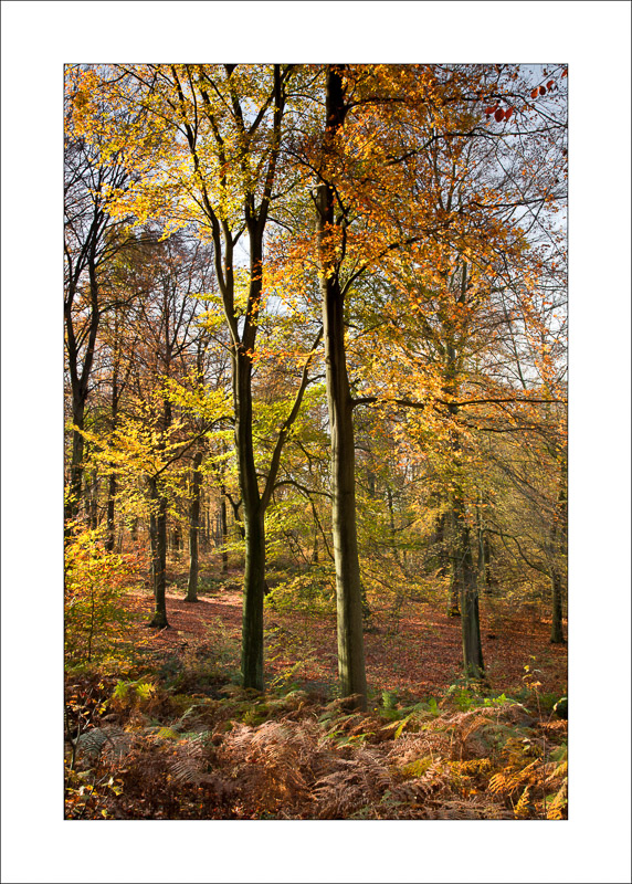  - Sherwood Forest - Autumn