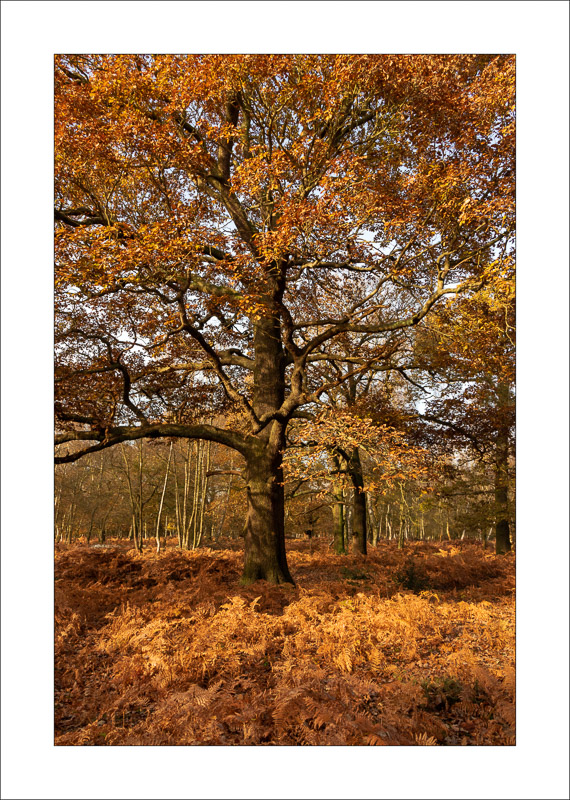  - Sherwood Forest - Autumn