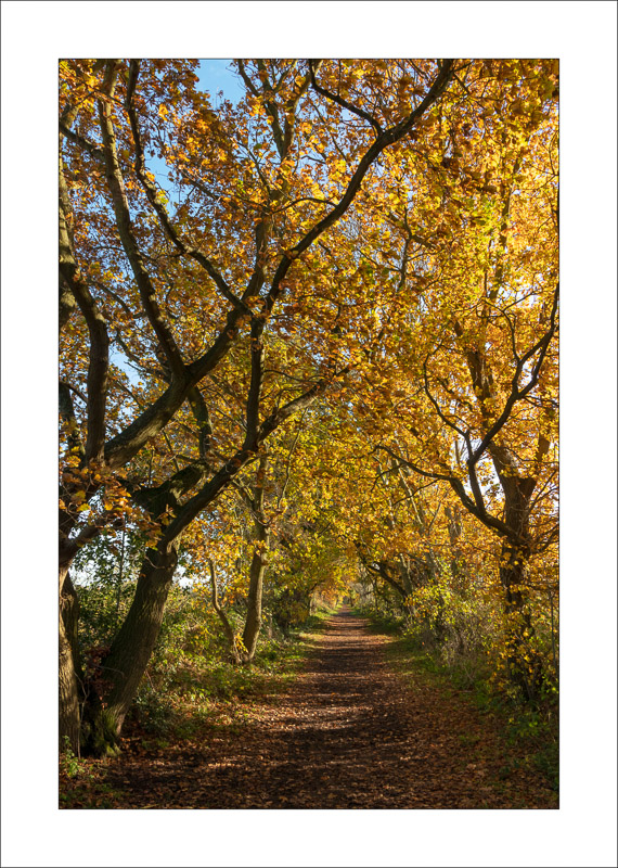  - Southwell Trail in Autumn