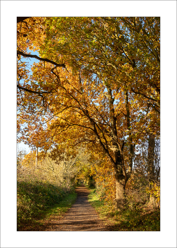  - Southwell Trail in Autumn