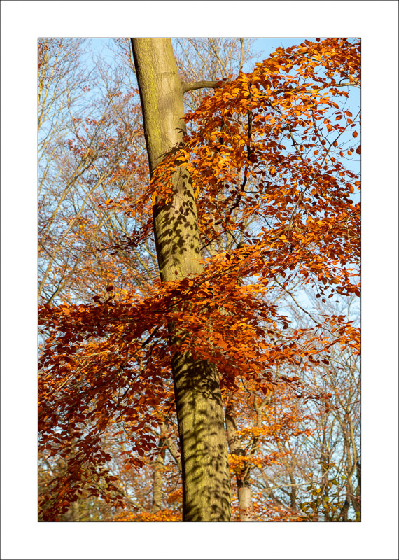  - Sherwood Forest - Autumn