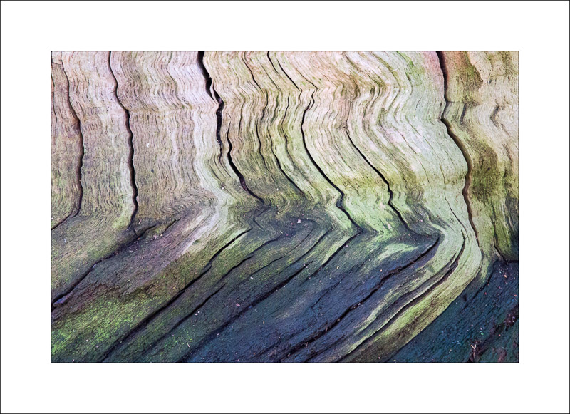  - Ancient Oaks