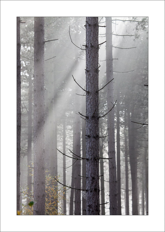  - Sherwood Forest