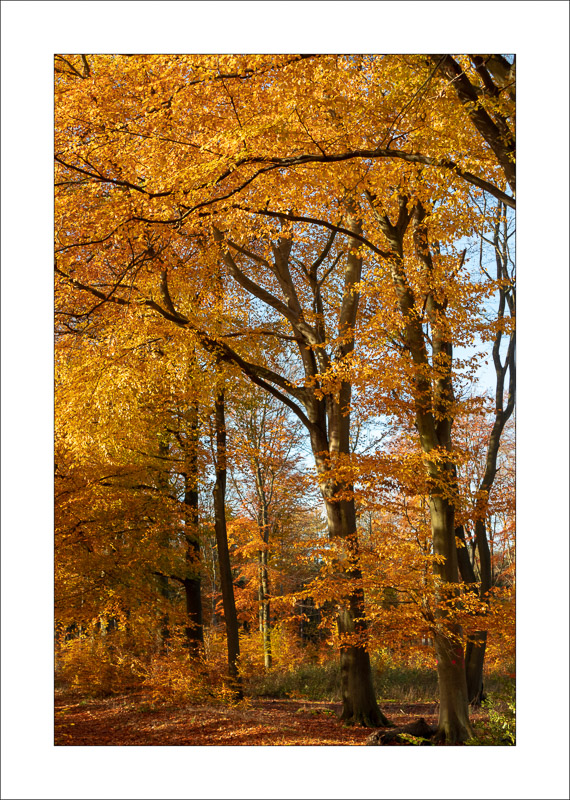  - Sherwood Forest - Autumn