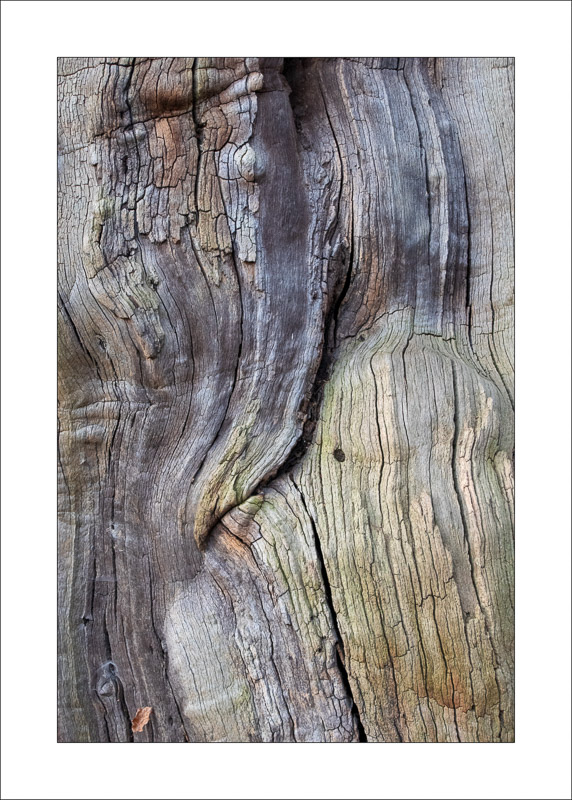  - Ancient Oaks