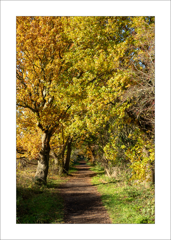  - Southwell Trail in Autumn