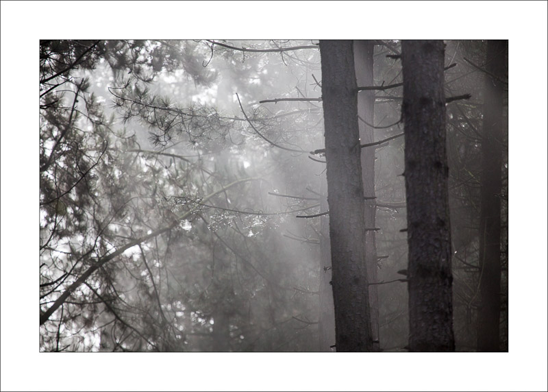  - Sherwood Forest