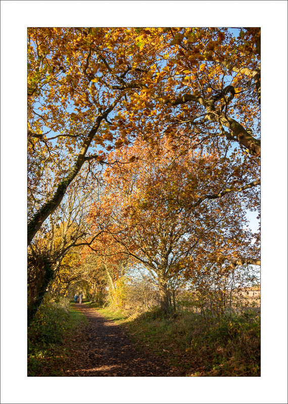 - Southwell Trail in Autumn