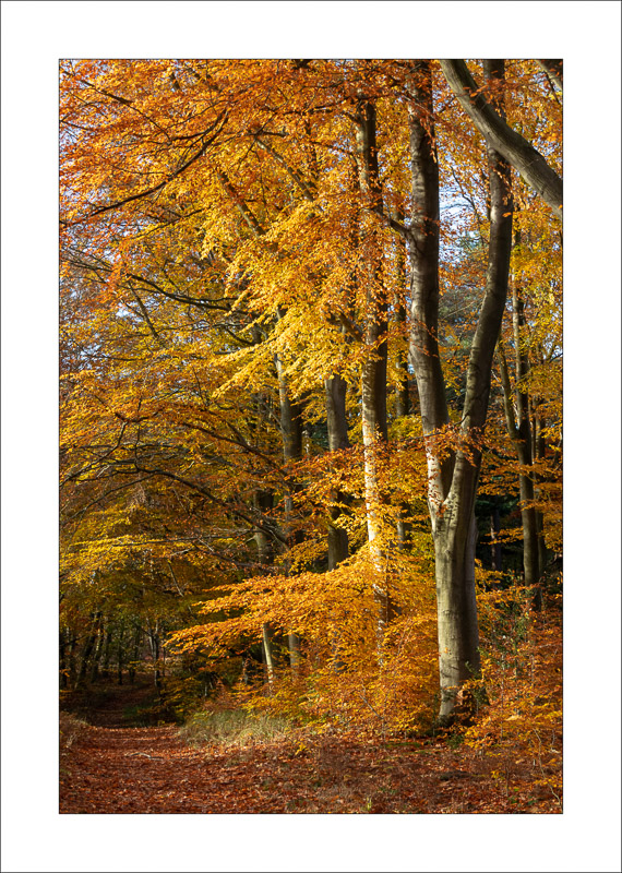  - Sherwood Forest - Autumn