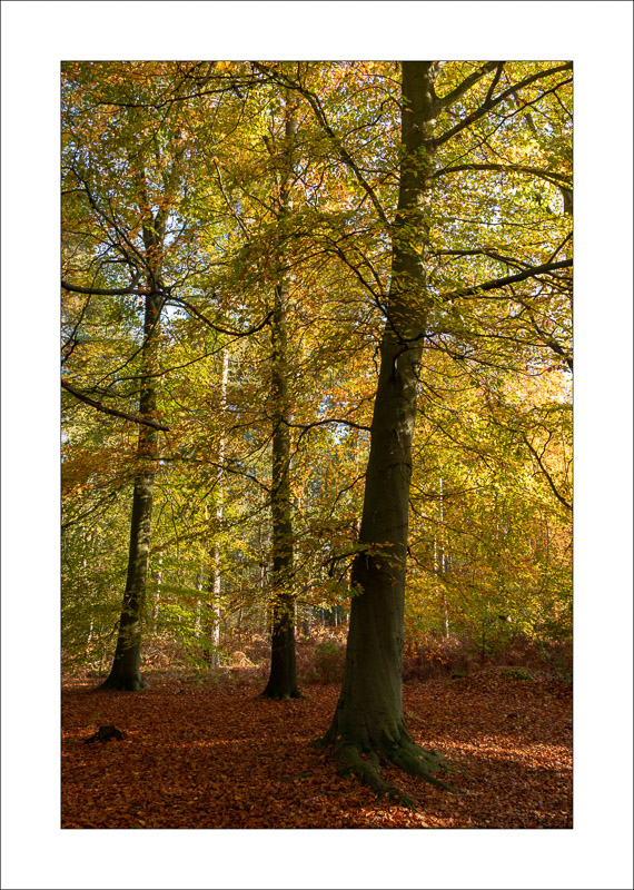  - Sherwood Forest - Autumn