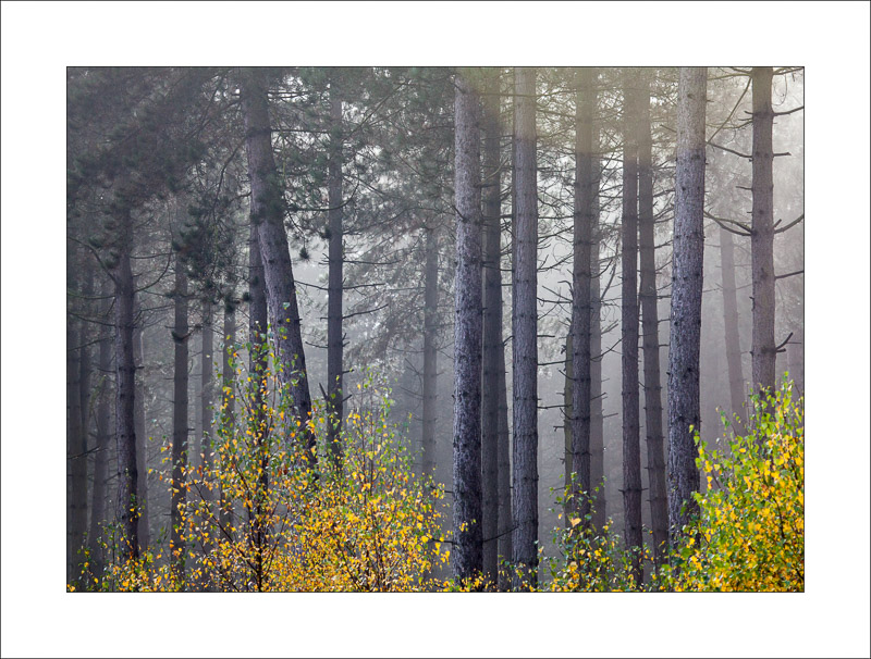  - Sherwood Forest