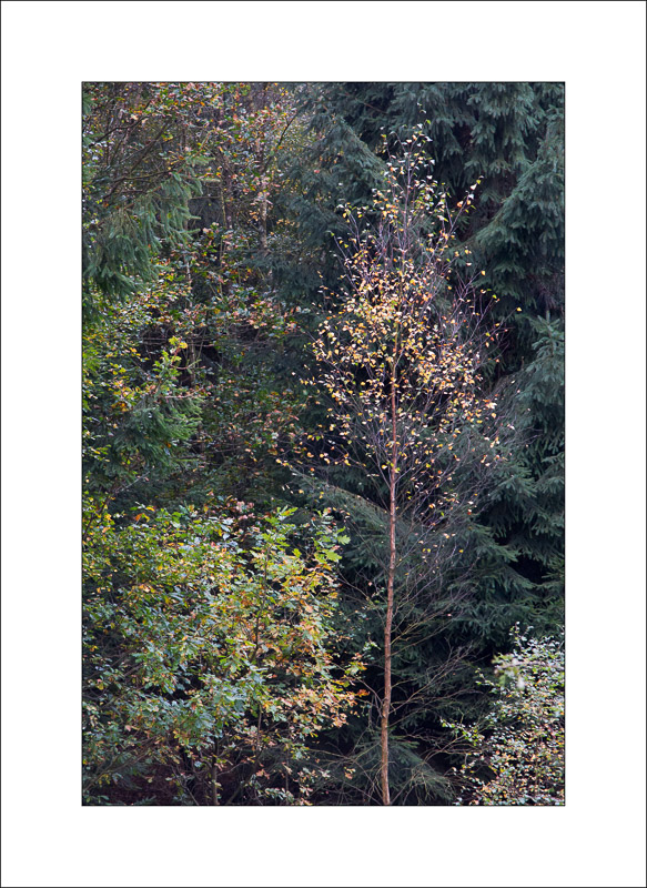  - Sherwood Forest