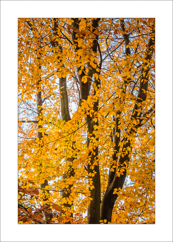 - Sherwood Forest - Autumn