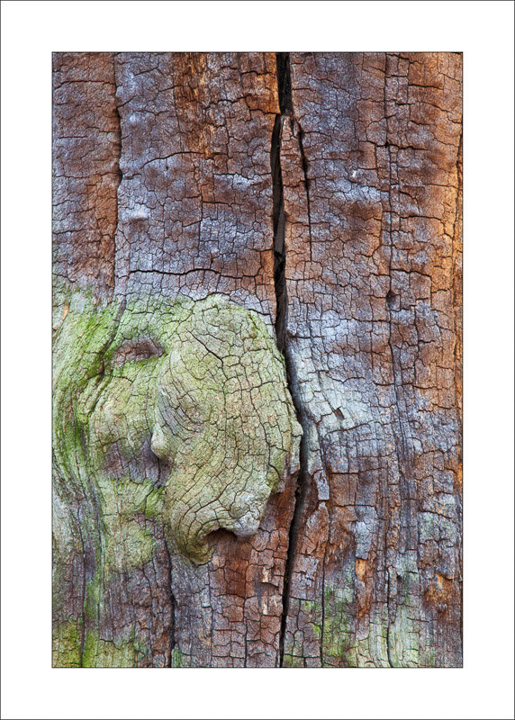  - Ancient Oaks